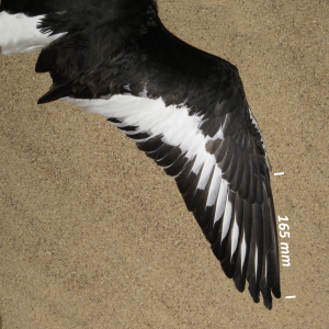 Flügel Austernfischer