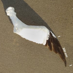 Northern gannet, wing adult bird