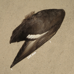 Greater scaup, wing