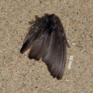 Flügel Blaukehlchen