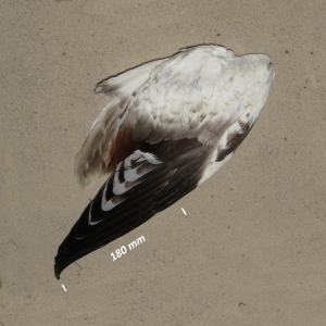 Flügel Brandgans Jungvogel