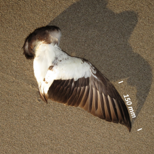 Flügel Eiderente Männchen