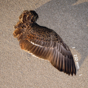 Flügel Eiderente Weibchen