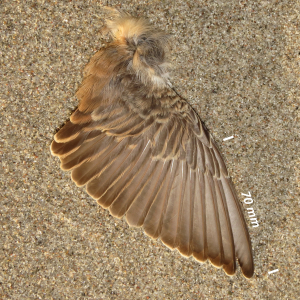 Eurasian skylark, wing