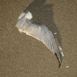 Flügel Flussseeschwalbe