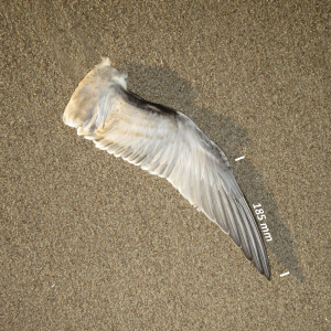 Flügel Flussseeschwalbe Jungvogel