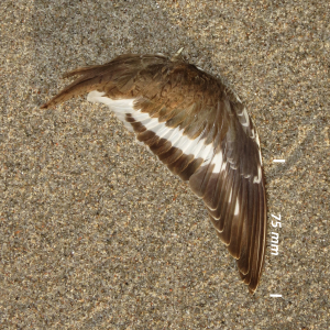 Common sandpiper, wing