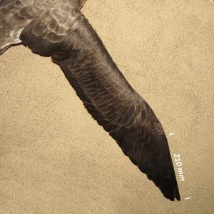 Flügel Gelbschnabel-Sturmtaucher