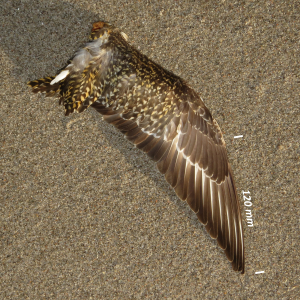 Golden plover, wing