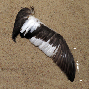 Flügel Haubentaucher