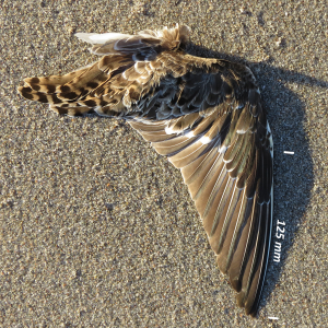 Ruff, wing