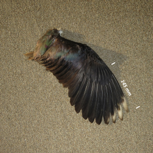 Northern lapwing, wing