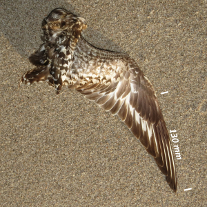 Flügel Kiebitzregenpfeifer