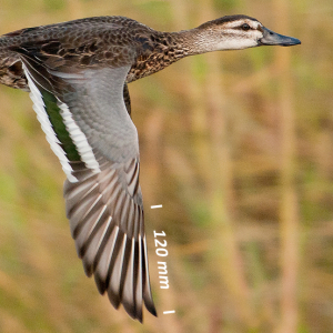 Garganey, wing