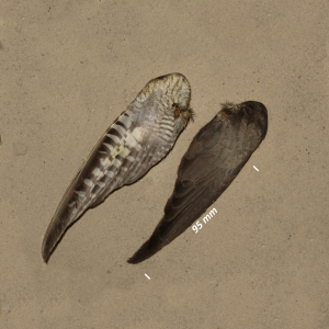 Common cuckoo, wing