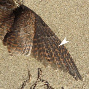 Flügel Kuckuck braun