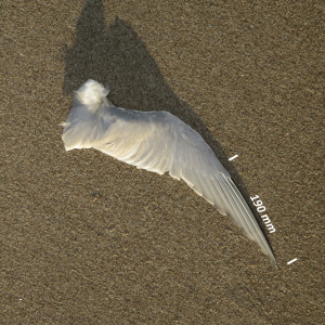 Flügel Küstenseeschwalbe