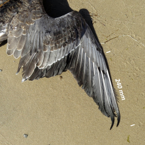 Kortnæbbet gås, vinge