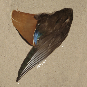 Mandarin duck, wing male