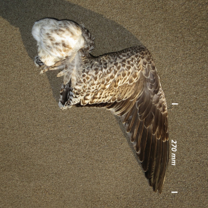 Flügel Mantelmöwe Jungvogel