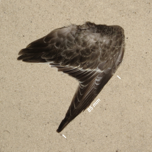 Sortgrå ryle, vinge