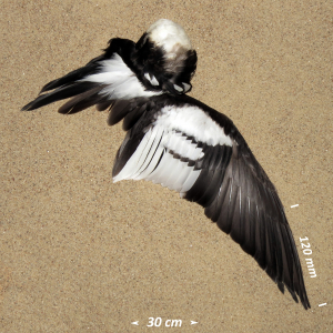 Flügel Mittelsäger Männchen