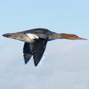 Flügel Mittelsäger Weibchen