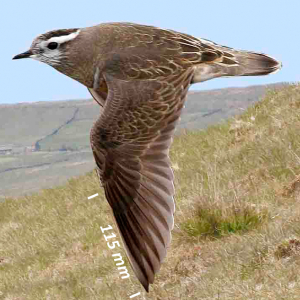 Morinelplevier, vleugel