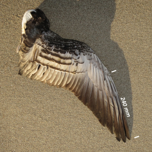 Barnacle goose, wing