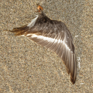 Red-necked phalarope, wing