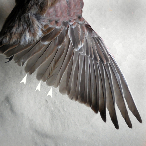 Horned lark, wing