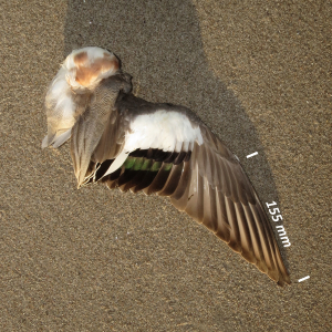 Eurasian wigeon, wing male