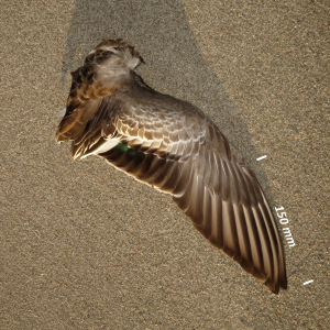 Eurasian wigeon, wing female