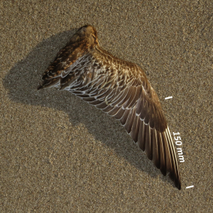 Bar-tailed godwit, wing