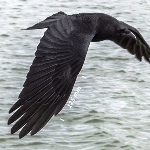 Carrion crow, wing
