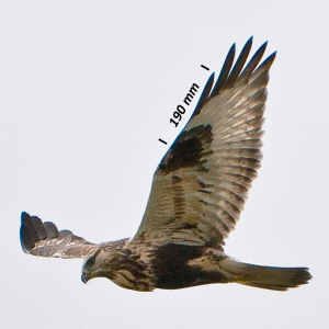 Rough-legged buzzard, wing