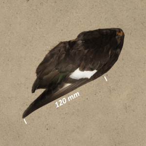 Aythya fuligula (ala)