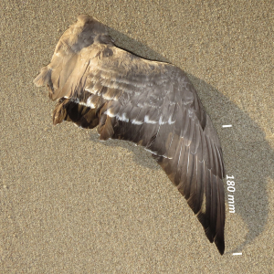 Knortegås, vinge ungfugl