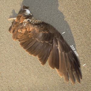 Flügel Rohrweihe Weibchen