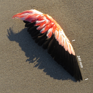 Greater flamingo, wing