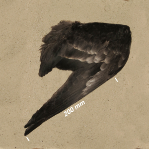 Rødhalset gås, vinge