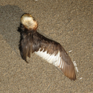 Red-necked grebe, wing