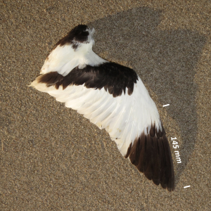 Pied avocet, wing adult bird