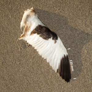 Klyde, vinge ungfugl