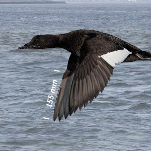 Velvet scoter, wing
