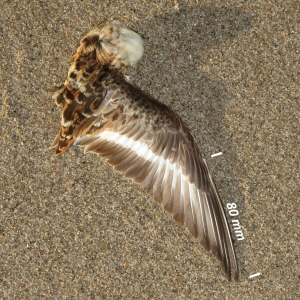 Sanderling, wing