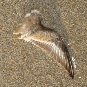 Bontbekplevier, vleugel