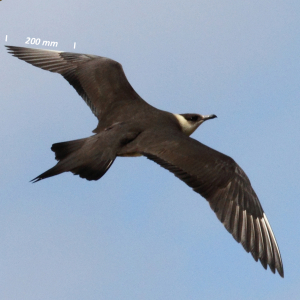 Almindelig kjove, vinge mørk fase