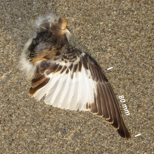 Snow bunting, wing