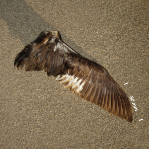 Sorthalset lappedykker, vinge